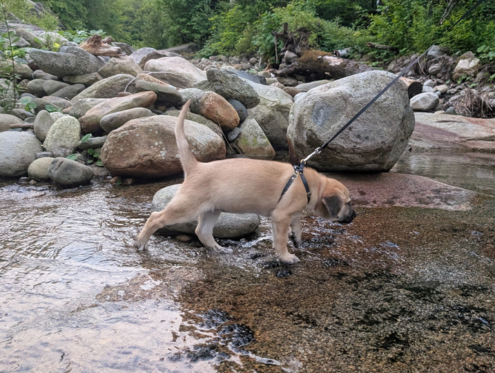 chinook dog